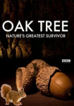 Oak Tree: Nature's Greatest Survivor